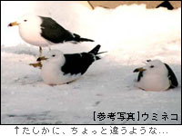 ビミョー
